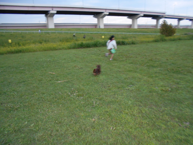 荒川土手はすっかり秋景色！_b0142732_10475916.jpg