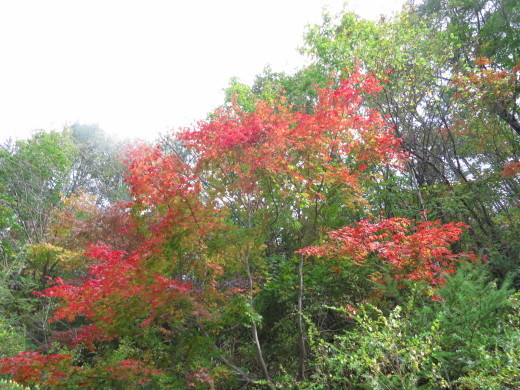 早坂高原の紅葉、はじまっています。_b0206037_10020741.jpg