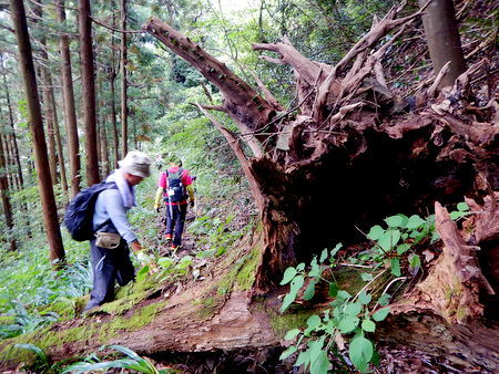 夢の平から鉢伏山を越え庄川水記念公園へ_e0153040_17415252.jpg