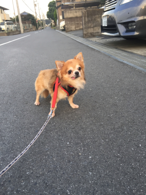 ザッ！お犬様DAYわっしょいしょぃ♪♪♪その②_c0342841_07483053.jpg