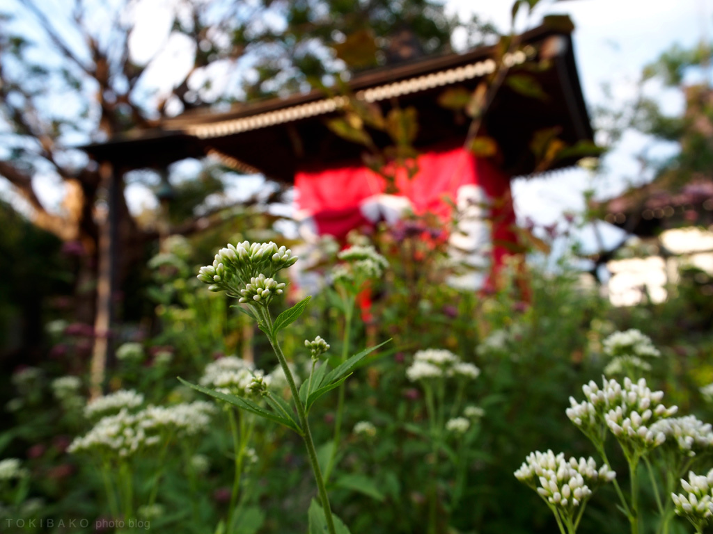 花河童な寺...常泉寺 #1_d0100156_19383433.jpg