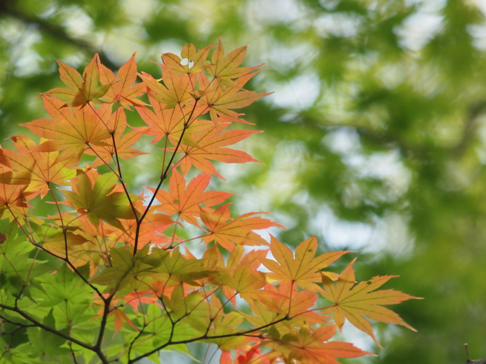 遅い夏休みで紅葉探し・草津_a0073065_1315286.jpg