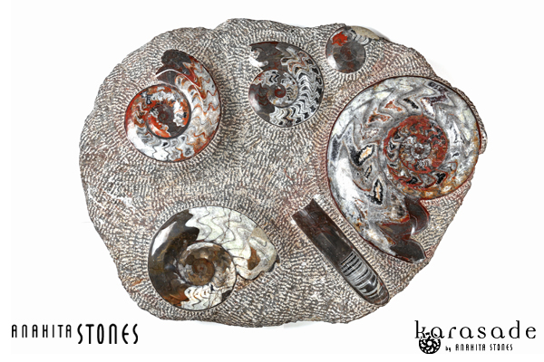 アンモナイト（ゴニアタイト）＆オルソセラス化石（デボン紀