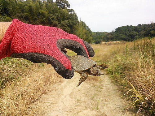 本日も除草作業_e0055880_2329526.jpg