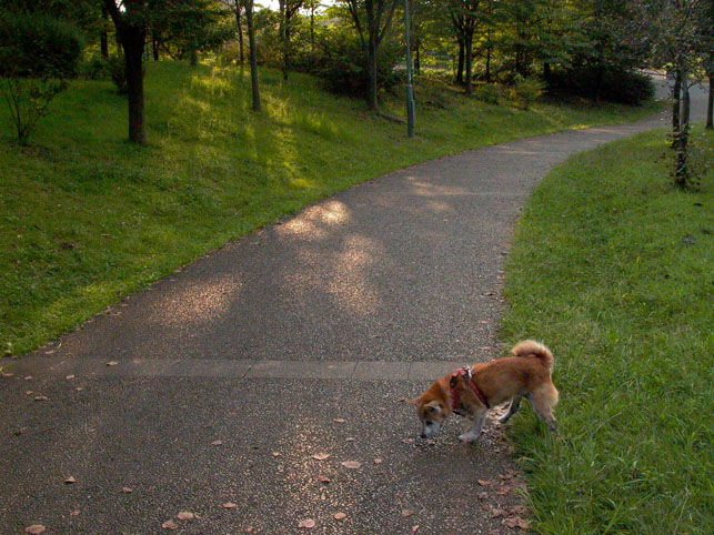 柴犬と初秋の武蔵野の森公園 　前半_e0165983_1704563.jpg