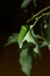 d0004393_00531.jpg