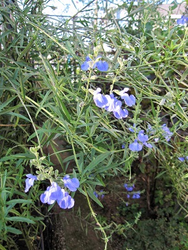 c0117898_22134733.jpg