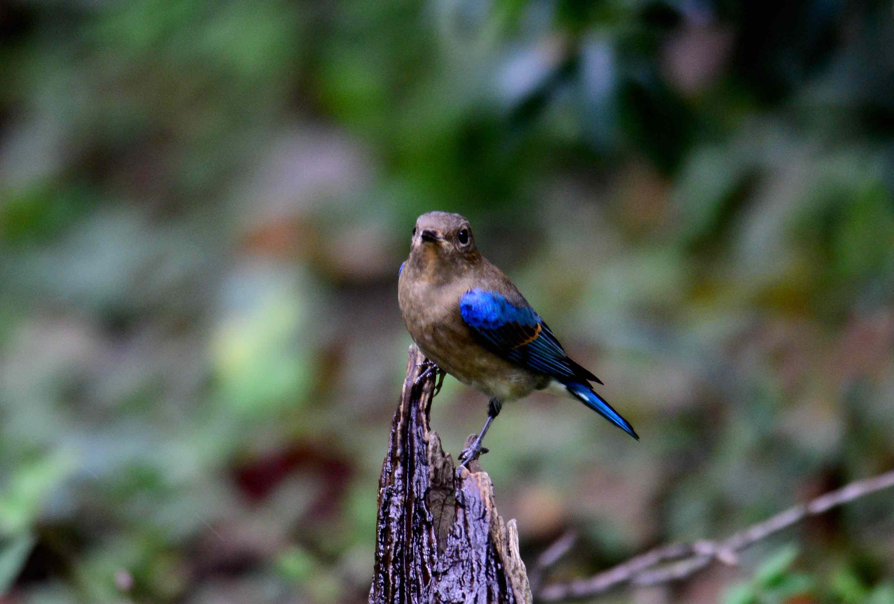 オオルリの幼鳥_c0315700_09351784.jpg