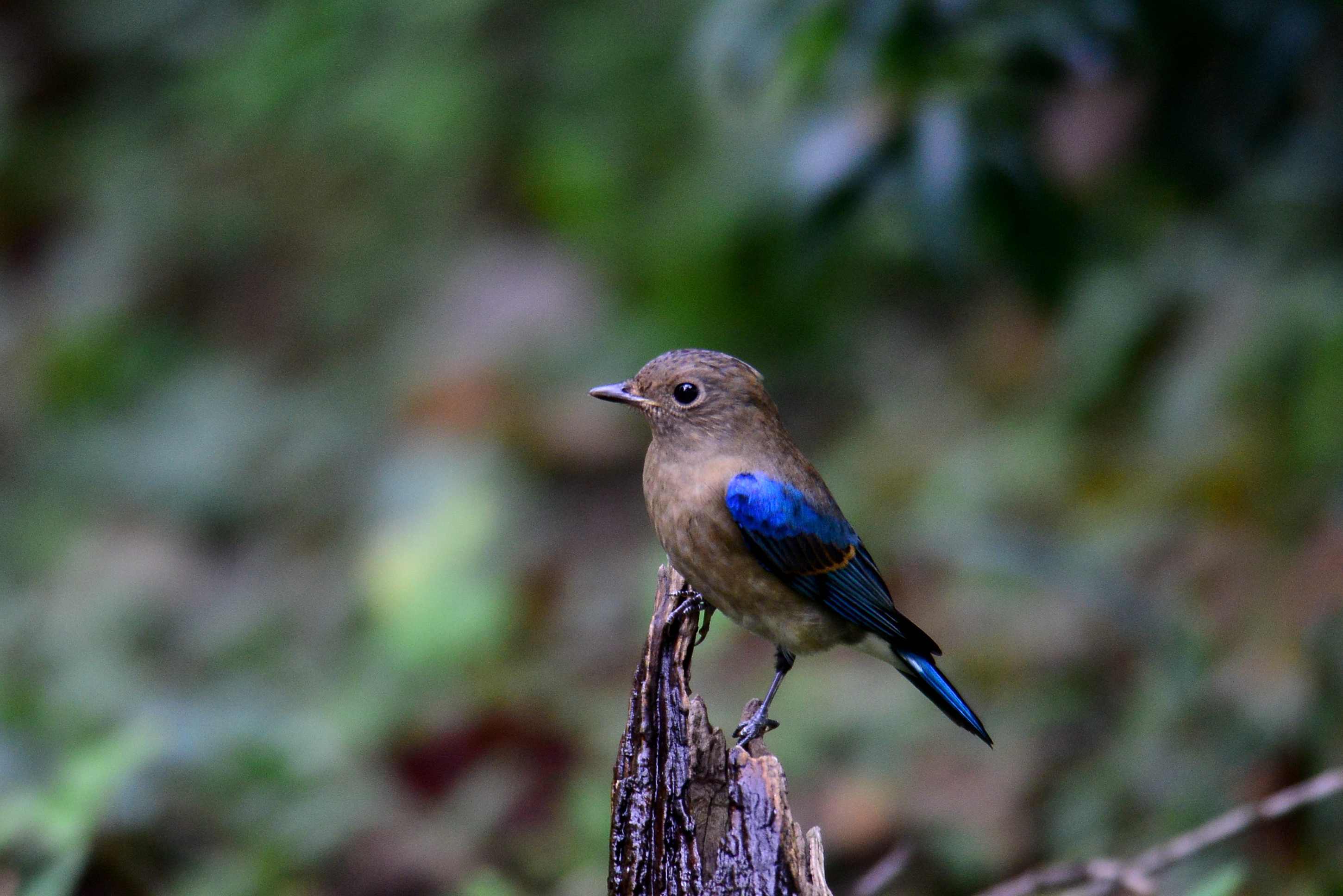 オオルリの幼鳥_c0315700_09353537.jpg