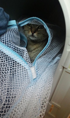 V字猫たちシェルターへ_f0242002_13124790.jpg