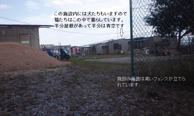 V字猫たちシェルターへ_f0242002_13125947.jpg