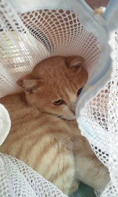 V字猫たちシェルターへ_f0242002_13132475.jpg