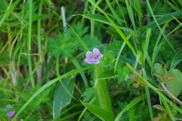 No4:15年ぶりの瓶ヶ森　2014年7月　_d0341514_22042287.jpg