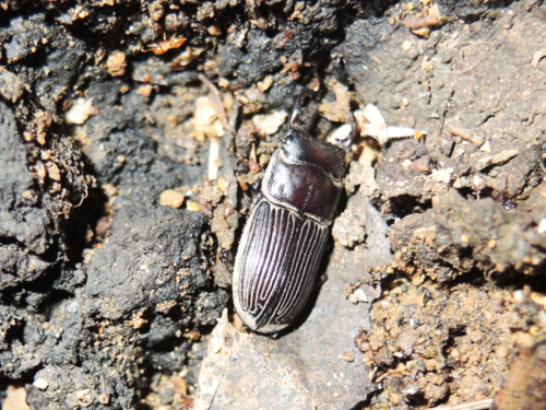 クワガタ樹液採集 21日目  10月のチャレンジ  … part2_c0346119_22052002.jpg