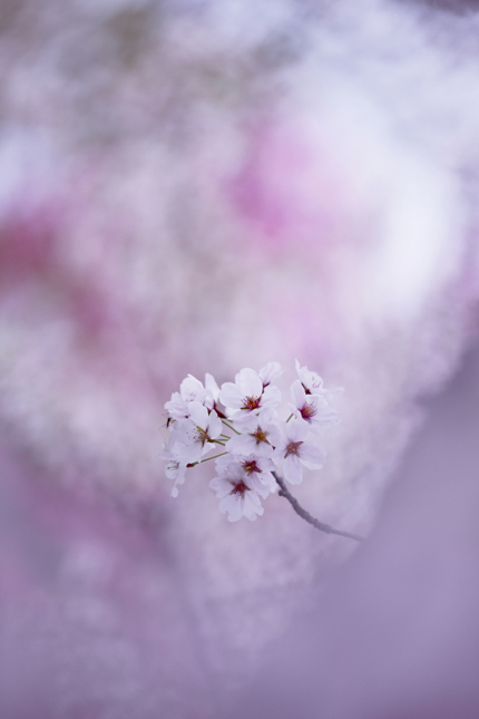 『信州大学附属病院の廊下をお花畑にするプロジェクト』写真展開催！part2_f0357923_14174291.jpg