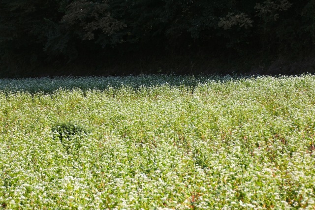 f0348831_07213227.jpg