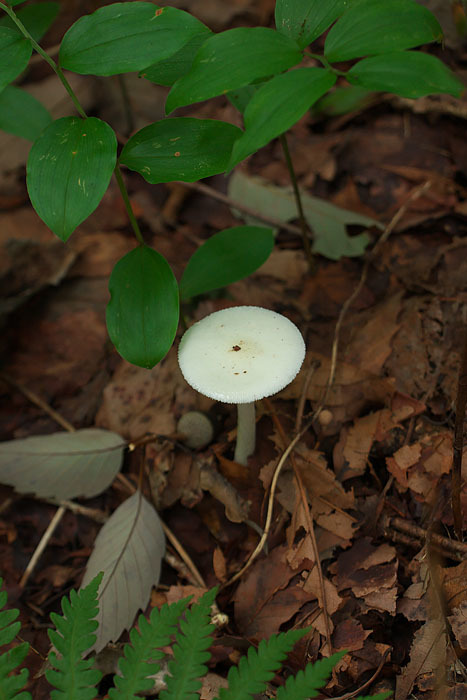 但馬高原植物園にて　＃２_c0067040_22354925.jpg