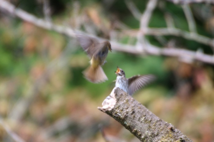 2015.10.6 そろそろお別れですね・権現山・キビタキ他（It is parting soon）_c0269342_22241857.jpeg