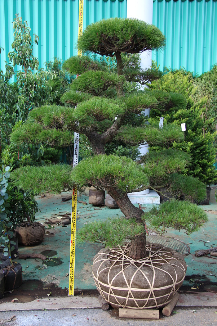 値下げ★赤松 庭木 値下げ☆赤松 庭木