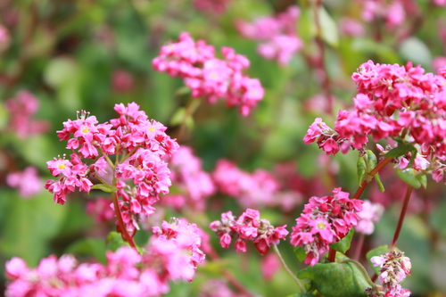 日帰りで長野県へ　　赤そばの花を見に_c0137444_2073781.jpg