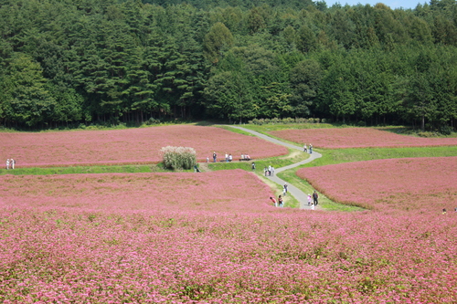 日帰りで長野県へ　　赤そばの花を見に_c0137444_208677.jpg