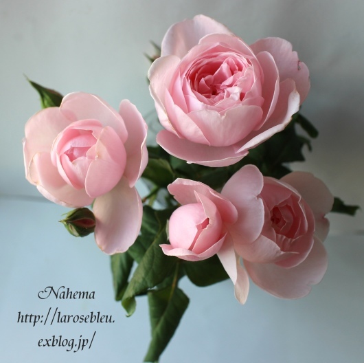 秋の ナエマ姫 La Rose 薔薇の庭 秋の ナエマ姫 La Rose 薔薇の庭