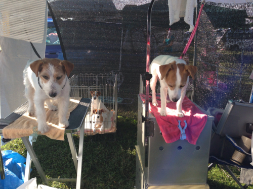 Saitama international dog show._c0120375_20172632.jpg