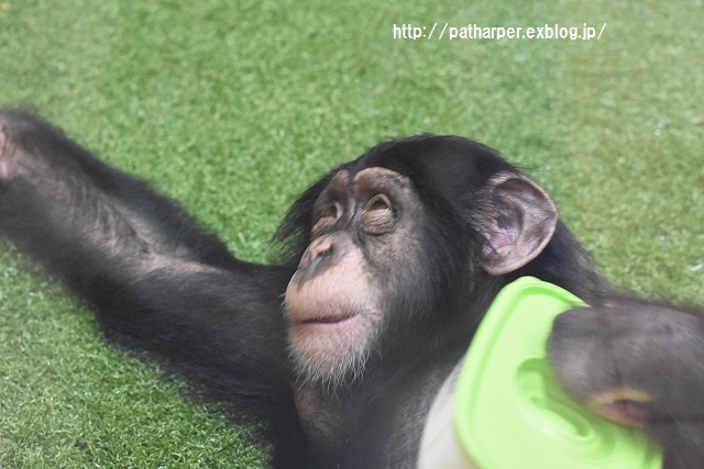 ２０１５年９月　のいち動物公園　その２　ウンピョウの食事タイム_a0052986_735875.jpg