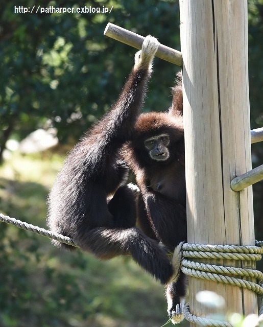 ２０１５年９月　のいち動物公園　その２　ウンピョウの食事タイム_a0052986_749657.jpg