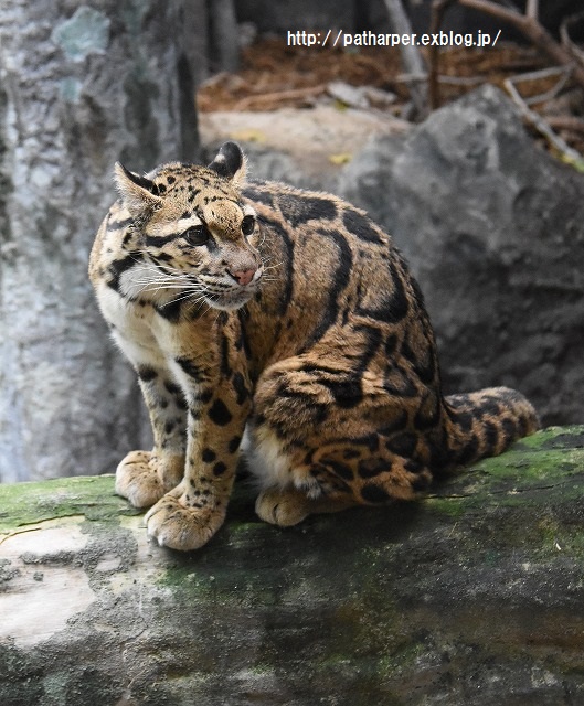 ２０１５年９月　のいち動物公園　その２　ウンピョウの食事タイム_a0052986_7514632.jpg