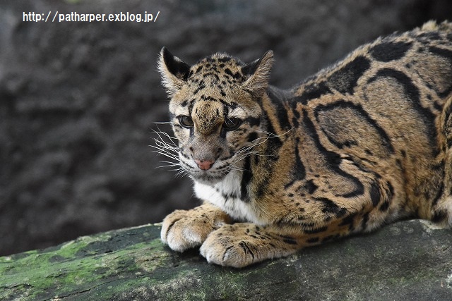 ２０１５年９月　のいち動物公園　その２　ウンピョウの食事タイム_a0052986_7522043.jpg