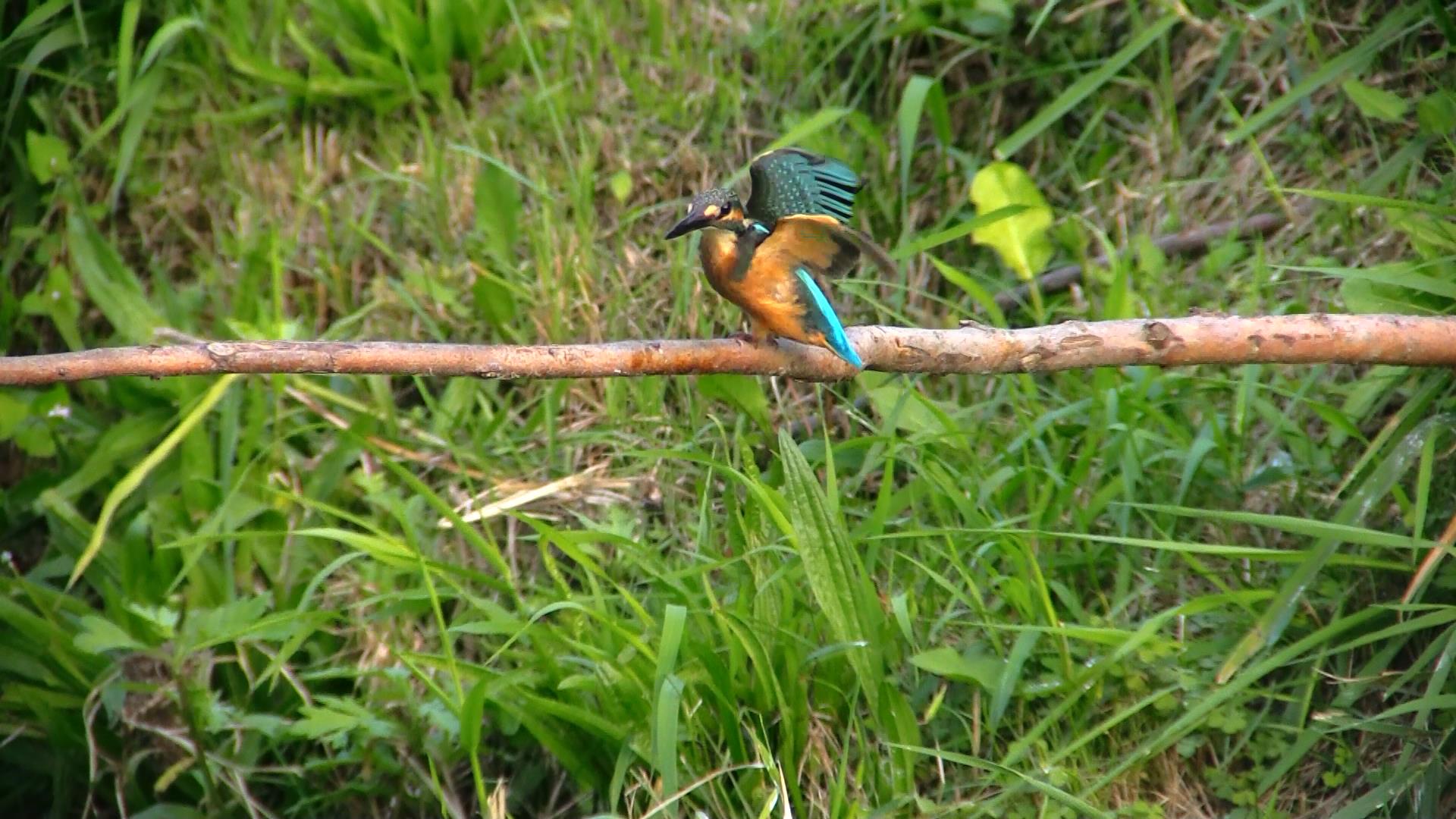 〔 kingfisher 〕_d0033398_2073726.jpg