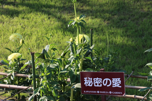 恋のダリヤ・愛のダリヤが咲いてます！川西ダリヤ園・・・７９_c0075701_5453288.jpg