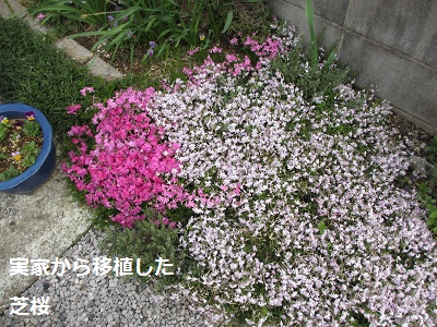 f0068501_22123493.jpg