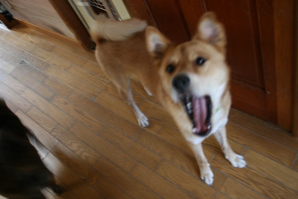 めろん君のお散歩_f0242002_1214376.jpg
