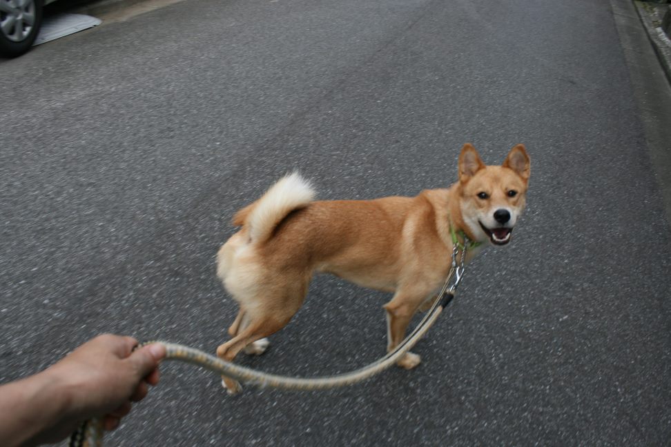めろん君のお散歩_f0242002_1223813.jpg