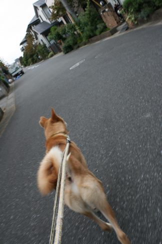 めろん君のお散歩_f0242002_13101176.jpg