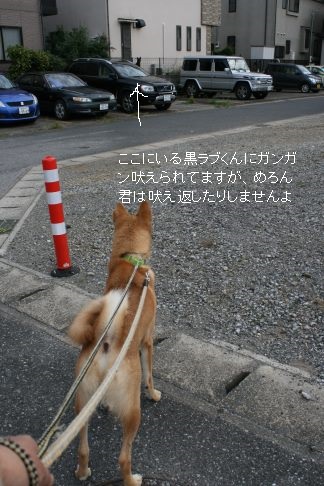 めろん君のお散歩_f0242002_1313332.jpg