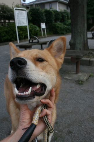 めろん君のお散歩_f0242002_1383520.jpg