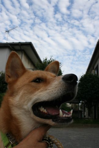 めろん君のお散歩_f0242002_1385263.jpg