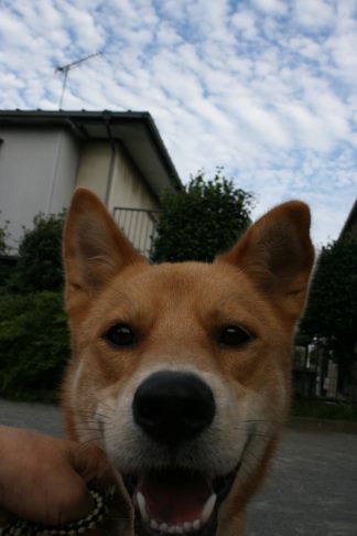 めろん君のお散歩_f0242002_139137.jpg