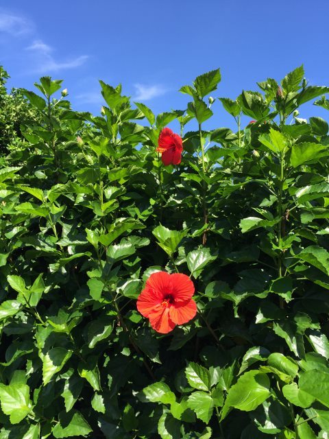 八丈島へ 愛の花