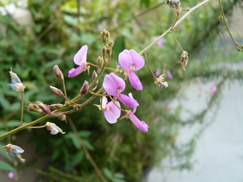 秋分の日 萩の終わりと銀木犀_f0221708_1315998.jpg