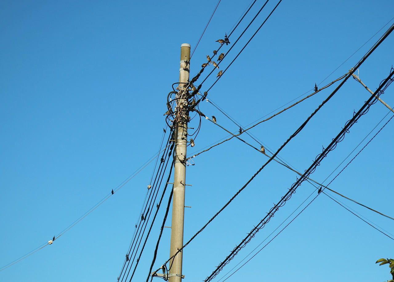 電線の鳥よけ 1日1枚 月に10枚 電線の鳥よけ 1日1枚 月に10枚