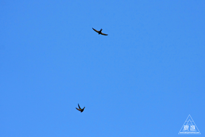 464 Strasbourg ~ストラスブールの野鳥~_c0211532_1432156.jpg
