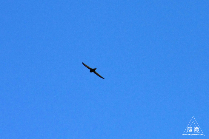 464 Strasbourg ~ストラスブールの野鳥~_c0211532_14332715.jpg