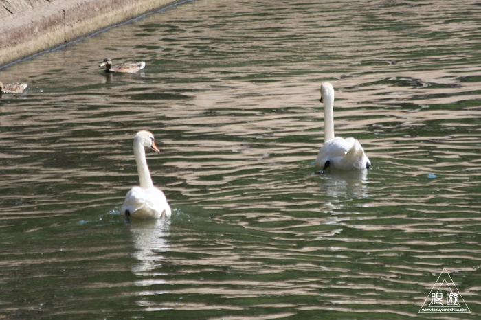 464 Strasbourg ~ストラスブールの野鳥~_c0211532_14413553.jpg