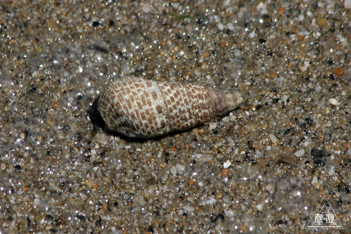 469 今津干潟 ～カブトガニの産卵を見たくて～_c0211532_21251752.jpg