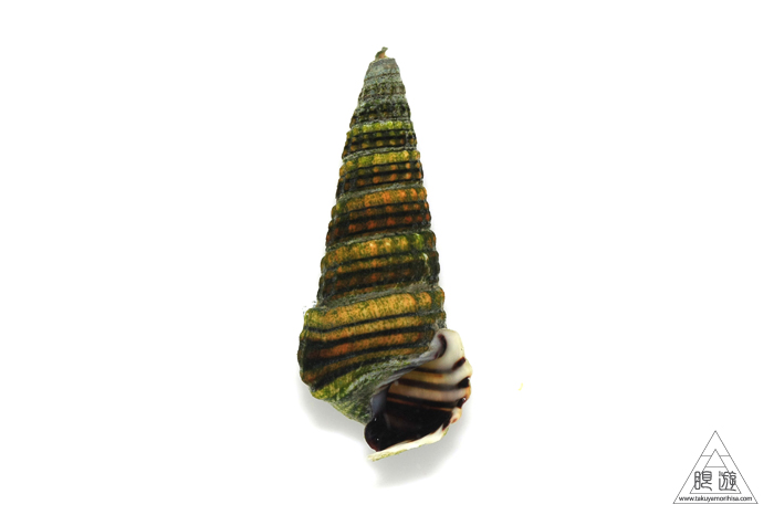 469 今津干潟 ~カブトガニの産卵を見たくて~_c0211532_2129335.jpg