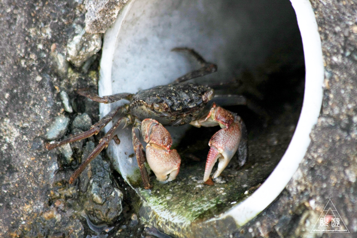 469 今津干潟 ～カブトガニの産卵を見たくて～_c0211532_21304927.jpg